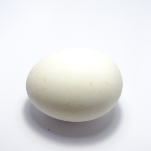 Bestudeer levend Geniet Eenden Eieren (uitgeblazen) – Struisvogelhouderij fam. W. de Kreij