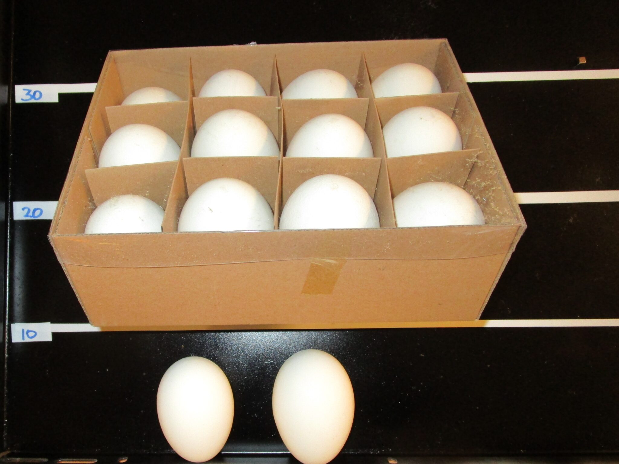 Ganzen Eieren (uitgeblazen, leeg) – Struisvogelhouderij fam. W. de Kreij