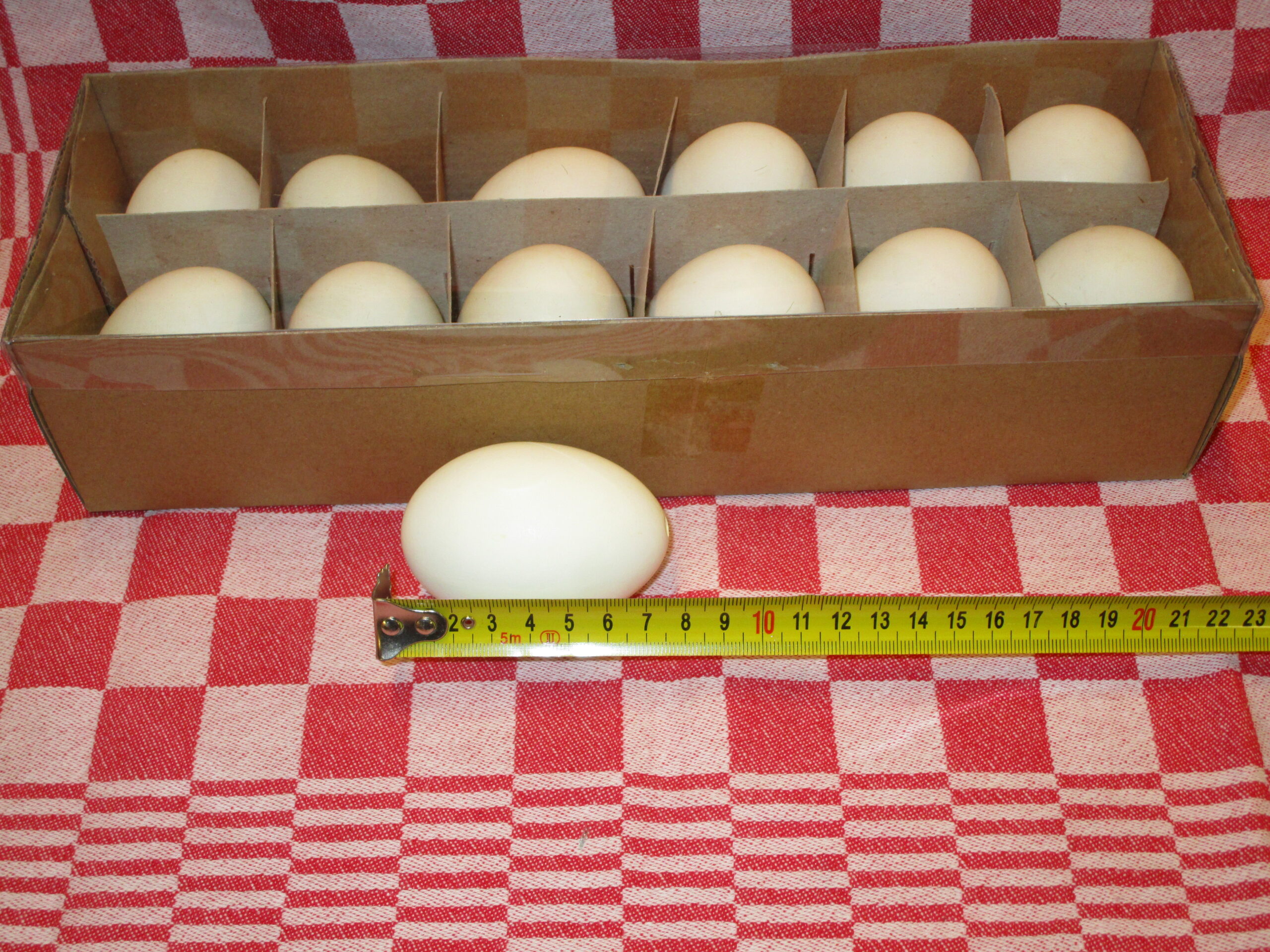 Bestudeer levend Geniet Eenden Eieren (uitgeblazen) – Struisvogelhouderij fam. W. de Kreij